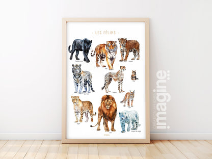 Big Cats Poster – Wild Feline Educational Print – Lion, Tiger, Cheetah, Jaguar – Kids & Teen Wall Art