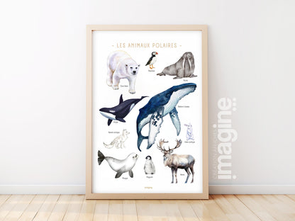 Polar Animals Poster – Whale, polar bear, penguin, seal – Educational Animal Poster – Decoration for Children & Teenagers