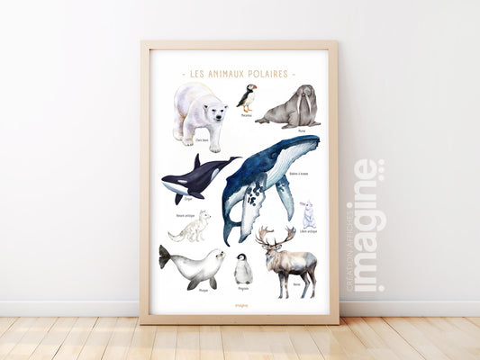Polar Animals Poster – Whale, polar bear, penguin, seal – Educational Animal Poster – Decoration for Children & Teenagers