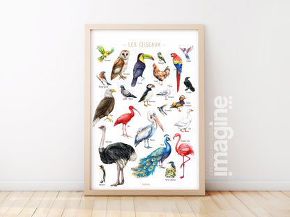 Multicolored Birds of the World Poster – Educational and Decorative Illustration – Children’s & Teenagers’ Bedroom – French Creation