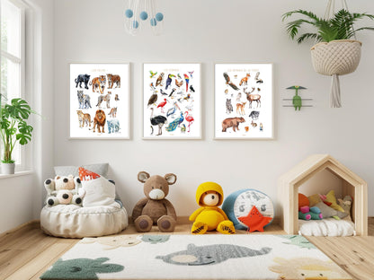 Multicolored Birds of the World Poster – Educational and Decorative Illustration – Children’s & Teenagers’ Bedroom – French Creation